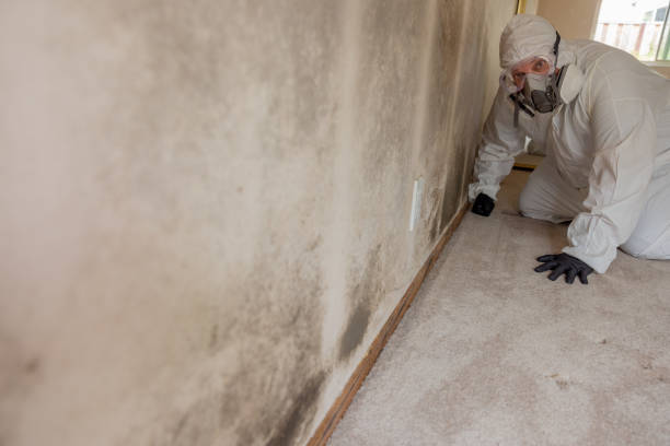 Mold Removal for HVAC Installations in Melrose Park, NY